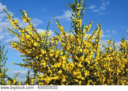 Cytisus Scoparius, Common Broom Or Scotch Broom Yellow Flowers Closeup Selective Focus.