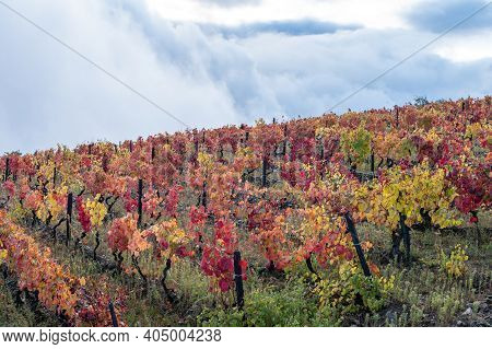 Oldest Wine Region In World Douro Valley In Portugal, Colorful Very Old Grape Vines Growing On Terra