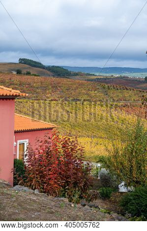 Colorful Autumn Landscape Of Oldest Wine Region In World Douro Valley In Portugal, Different Variete