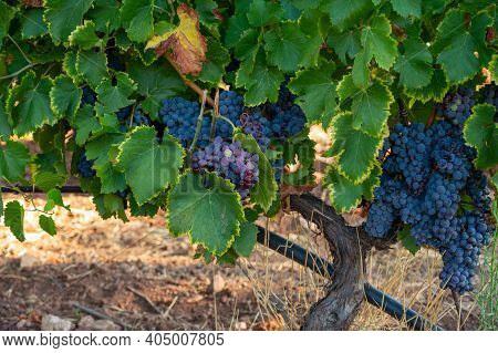 Ripe Black Or Blue Syrah Wine Grapes Using For Making Rose Or Red Wine Ready To Harvest On Vineyards
