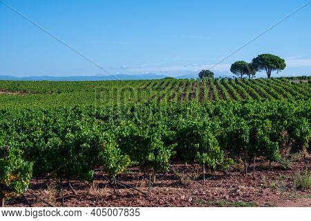 Rows Of Ripe Syrah Wine Grapes Plants On Vineyards In Cotes  De Provence, Region Provence, South Of 
