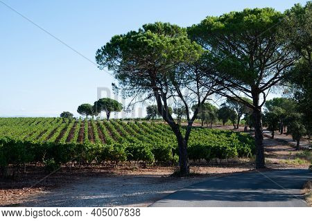 Rows Of Ripe Syrah Wine Grapes Plants On Vineyards In Cotes  De Provence, Region Provence, South Of 