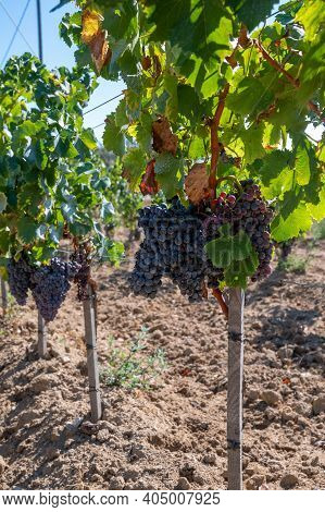 Ripe Black Or Blue Syrah Wine Grapes Using For Making Rose Or Red Wine Ready To Harvest On Vineyards