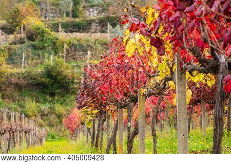 Oldest Wine Region In World Douro Valley In Portugal, Different Varietes Of Red Grape Vines Growing