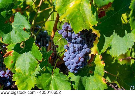 Ripe Black Or Blue Syrah Wine Grapes Using For Making Rose Or Red Wine Ready To Harvest On Vineyards