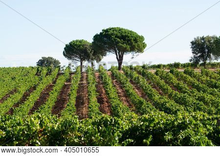 Rows Of Ripe Syrah Wine Grapes Plants On Vineyards In Cotes  De Provence, Region Provence, South Of 