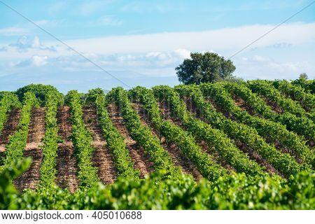 Rows Of Ripe Syrah Wine Grapes Plants On Vineyards In Cotes  De Provence, Region Provence, South Of 