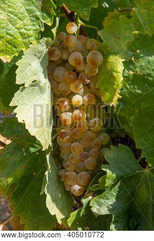 Ripe White Wine Grapes Using For Making Rose Or White Wine Ready To Harvest On Vineyards In Cotes  D