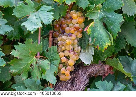 Ripe White Wine Grapes Using For Making Rose Or White Wine Ready To Harvest On Vineyards In Cotes  D