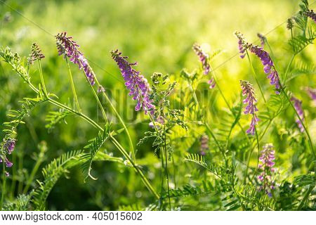 Close Up View Of Purple Flowers Of Hairy Vetch Vicia Villosa On Sunny Summer Day