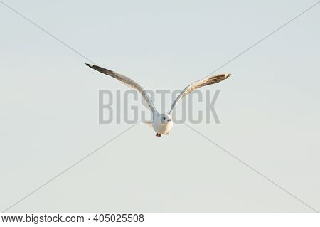 Seagulls From Siberia
Are Flying On The Sky Above The Sea