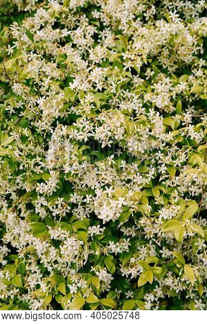 Close-up Of Fragrant Trachelospermum Jasminoides During Flowering.