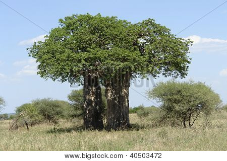 ต้น baobab เครื่องมือใหญ่