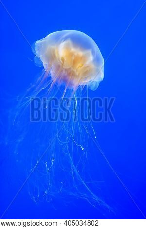 Orange Jellyfish (chrysaora Fuscescens Or Pacific Sea Nettle) In Blue Ocean Water