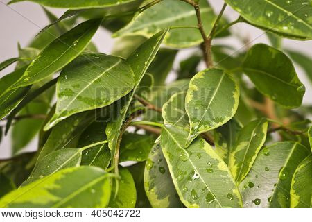 Ficus Benjamin Plant Leaves In Drops Of Water After Spraying, In A Pot On A Light Background Close-u