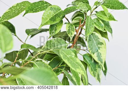 Ficus Benjamin Plant Leaves In Drops Of Water After Spraying, In A Pot On A Light Background Close-u