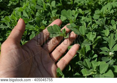 Female Holding Plucking Harvesting Fenugreek Or Methi Plants From Field Farm Home Garden. Fresh Orga
