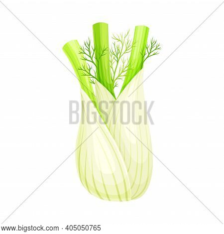Fennel Or Finocchio Bulb With Green Leaves As Raw Crisp Vegetable Vector Illustration.