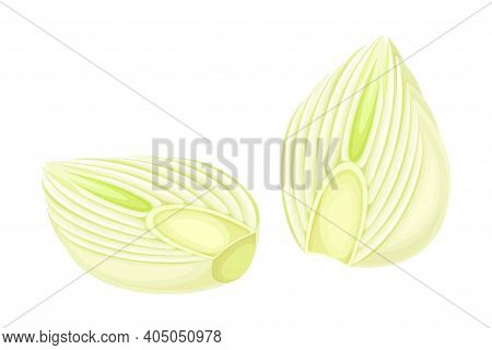 Cross Section Of Florence Fennel Bulb As Raw Crisp Vegetable Vector Illustration