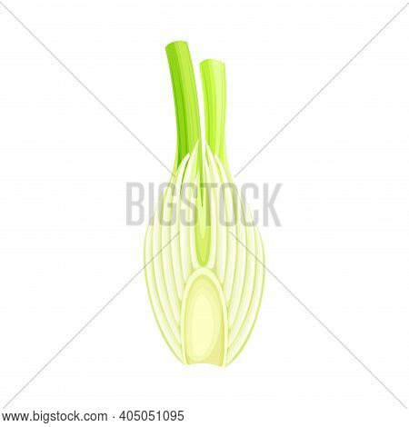Cross Section Of Florence Fennel Bulb As Raw Crisp Vegetable Vector Illustration