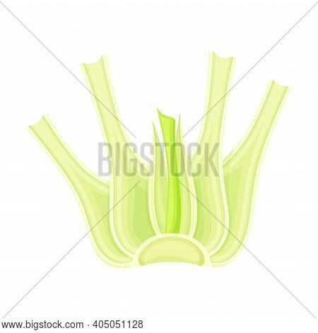 Fennel Or Finocchio Bulb As Raw Crisp Vegetable Vector Illustration