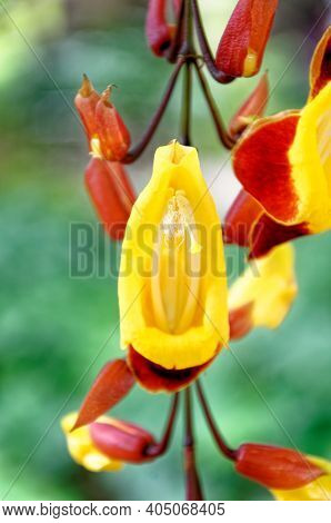 Clock Vine Flowers - Thunbergia Mysorensis - Antigua, Guatemala