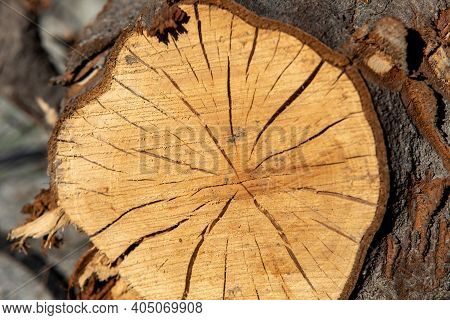 Cracked Tree Trunk Cross Section As Exposed Timber Shrinks. Deep Cracks, Natural Fissures, Natural S