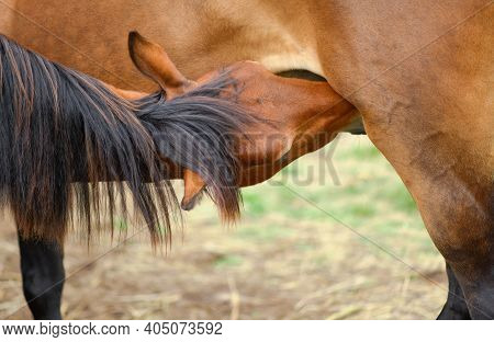 Mare Is Suckling Its Foal With Milk In A Pasture, Close-up. Breastfeeding Of Yearling Horse In Outdo