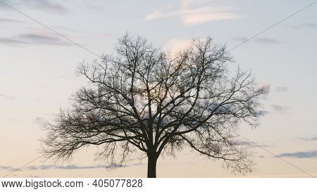 Silhouette Of Large Oak Tree Alone In Winter With A Beautiful, Colorful Sunset In The Background.