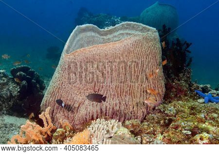 A Giant Pink Barrel-shaped Sponge On Top Of A Coral Block Surrounded By Small Coral Fish On The Back