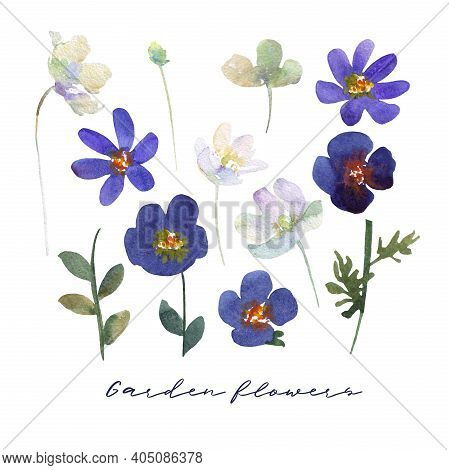Set Of Blue And White Flowers Hand Drawn Watercolor