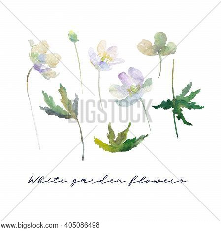 Set Of White Flowers Hand Drawn Watercolor