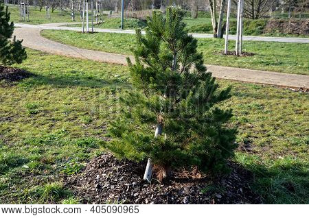 Dark Green, Slightly Shiny, Stiff And Very Long Needles. Richly Branched, Symmetrical Tree That Reta