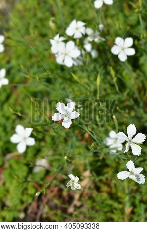 Maiden Pink White - Latin Name - Dianthus Deltoides Albus