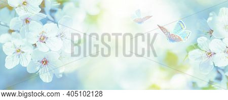 Beautiful Blossoming Cherry Tree, Butterfly On Light Blue Sky Background In Sunlight, Shallow Depth.