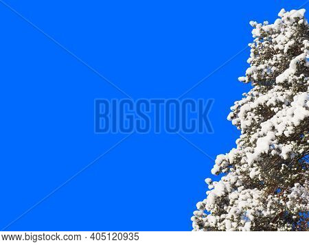Snowy Pine (pinus Sylvestris) Branches On Isolated Blue Background, Tree On Right Side