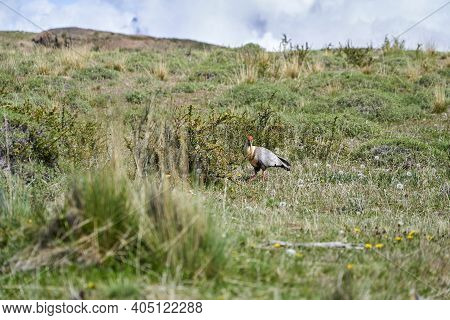 Theristicus Melanopis, Black-faced Ibis With Its Long Beak Is A Species Of Bird In The Family Thresk