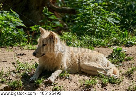 Big And White Hudson Bay Wolf, Lives In The Artic And At The Northwestern Coast Of Hudson Bay In Can
