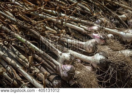 Many Garlic Plants Are Dried After Harvest. Roots Of Garlic Braid Or Drying , Bundles Of Garlic, Fre