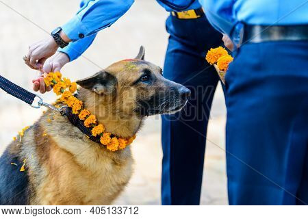 Celebrating Kukur Tihar festival in Kathmandu, Nepal. Putting a marigold garland on german shepherd.