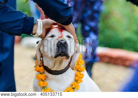 Celebrating Kukur Tihar festival in Kathmandu, Nepal. Labrador with red tika and marigold garland.