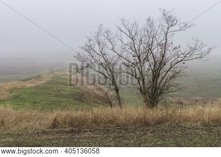A Group Of Acacia Trees