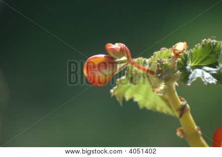 Geranium