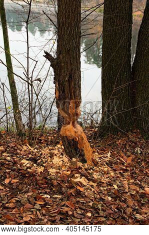 Tree Trunk Damaged By Beavers. Autumn Forest. Tree With Marks Of Beaver Teeth. Damage To Trees Beave
