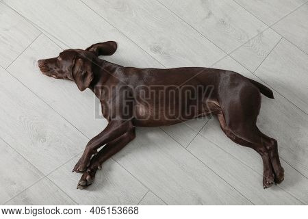 Cute German Shorthaired Pointer Dog Resting On Warm Floor, Top View. Heating System