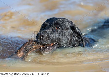 Black Labrador