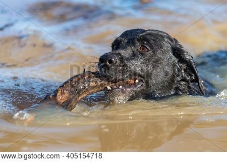 Black Labrador