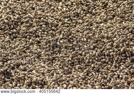 Abbigeri, Karnataka, India - November 6, 2013: Closeup Of Huge Pile Of Freshly Harvested Brown Peanu