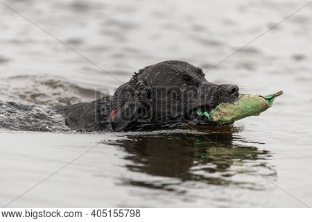 Black Labrador