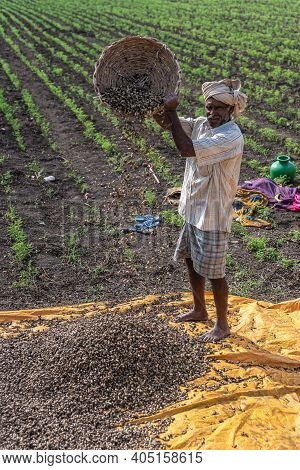 Abbigeri, Karnataka, India - November 6, 2013: Peanut Harvest Hand In White Shirt Empties Brown Bask